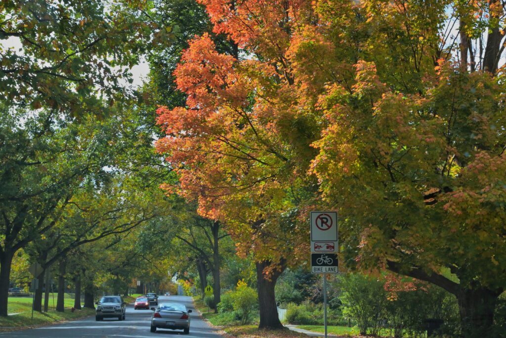 tree lined street in the middle of fall